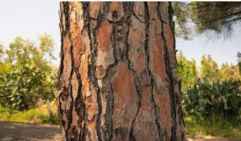 Bark: Get to Know Your Trees