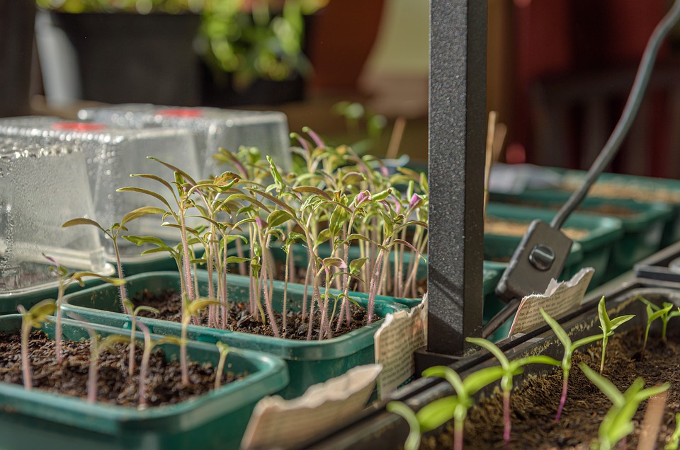 WEBINAR: Seed Starting for Garden Success