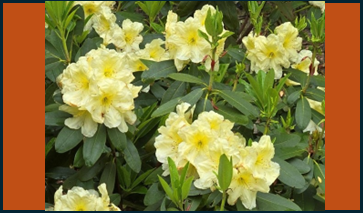 Rhododendrons