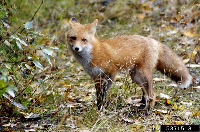 Wildlife and Connecticut’s Changing Landscape