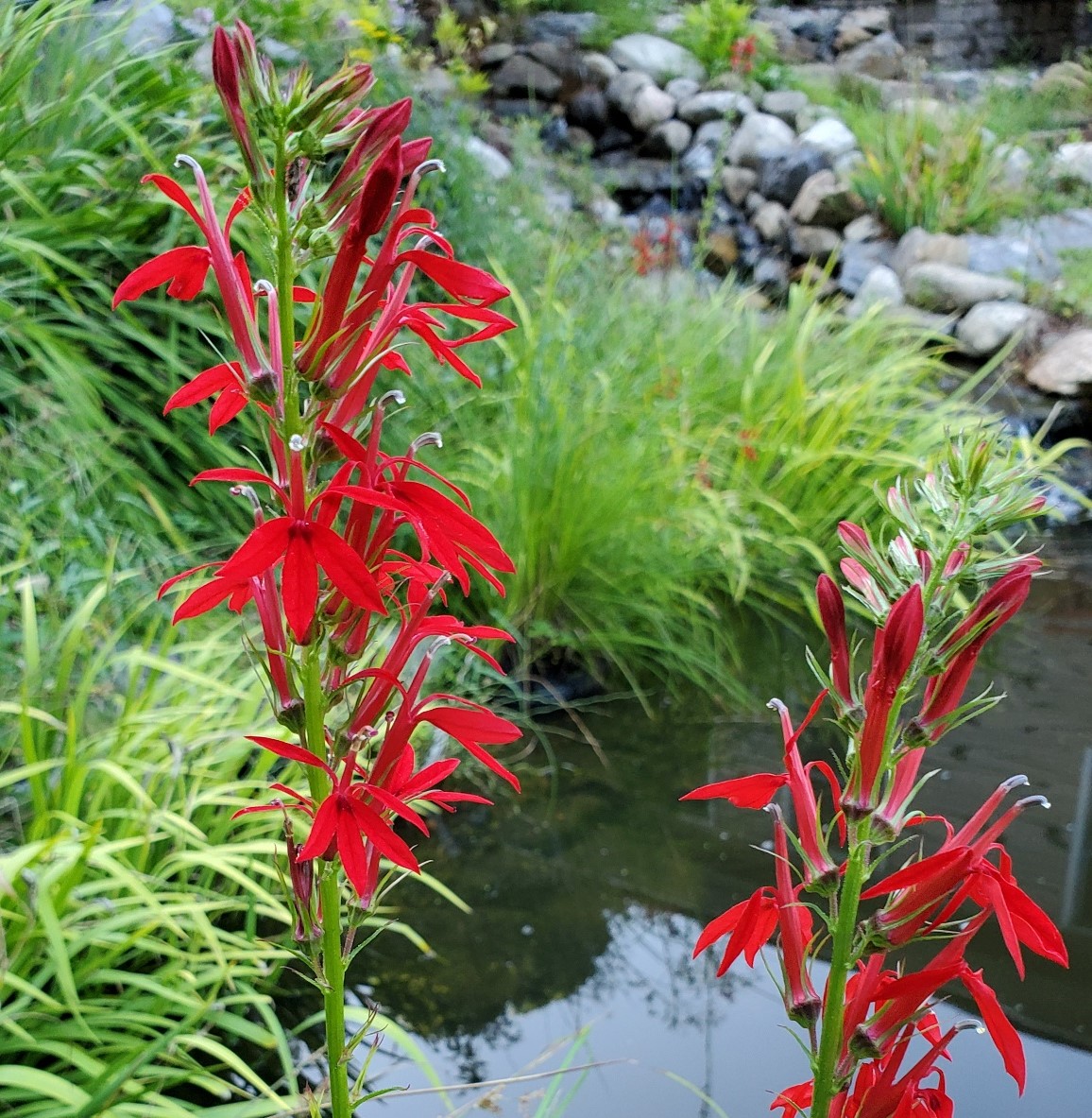 Propagating Native Plants from Seed