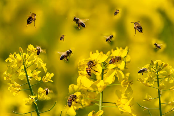 Backyard Beekeeping and Planting for Pollinators