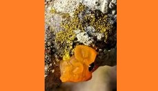 Lichens and Bryophytes: Hidden Colors, Shapes and Habitats in the Forest Landscape