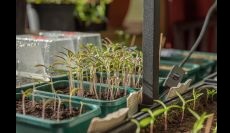 WEBINAR: Seed Starting for Garden Success