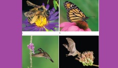 WEBINAR - Plant Pollination Strategies