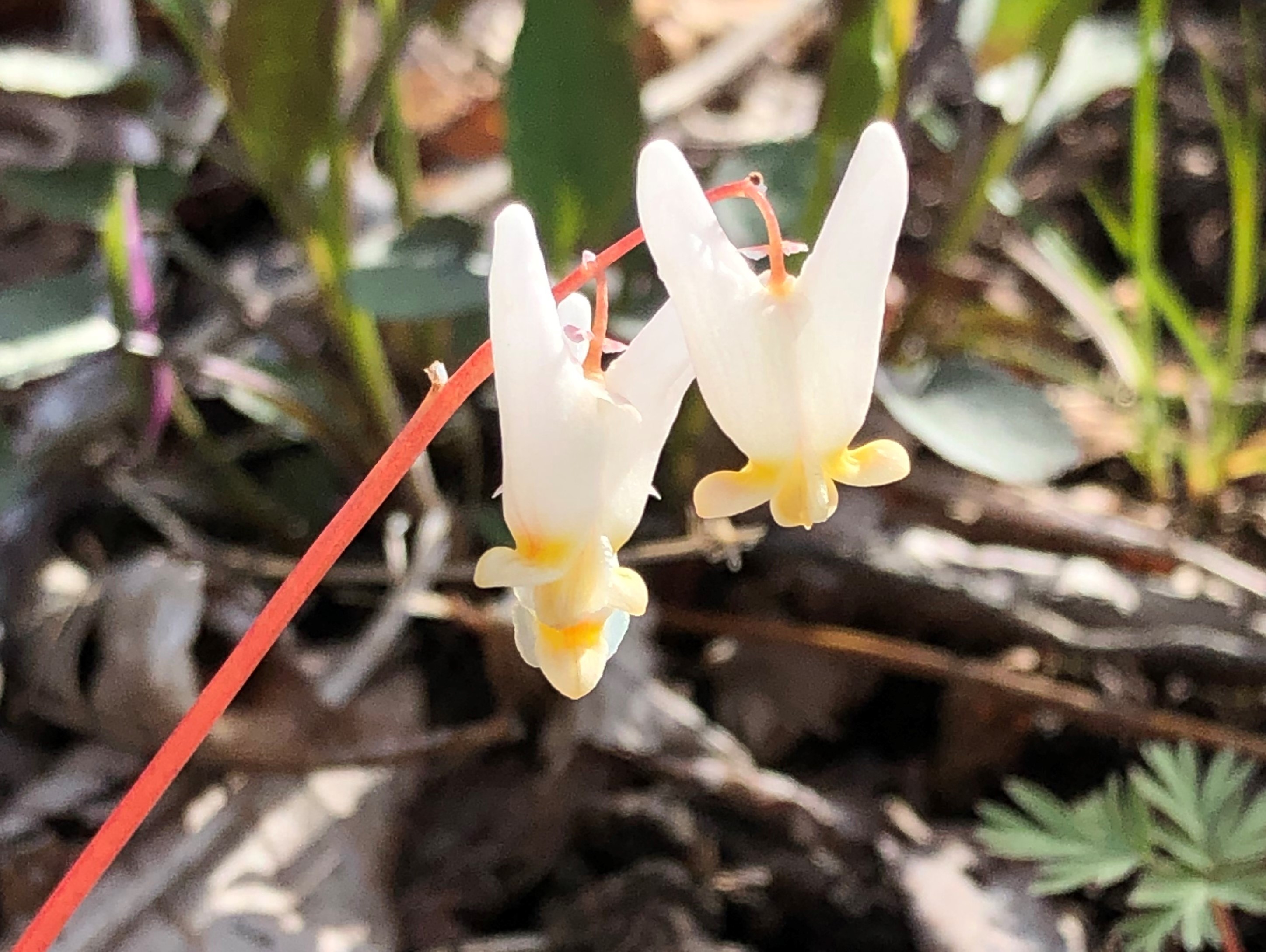 Let's Botanize: Spring Wildflowers