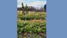 Agroforestry: Permaculture and Trees