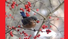 The Joy of Supporting Birds with Native Plants