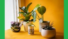 Selection and Care of Houseplants