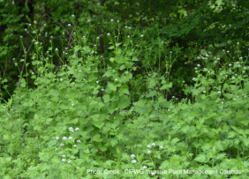 Invasive Plant ID and Management