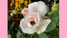 Thriving Roses