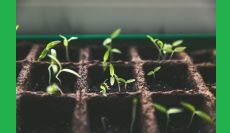 The Importance of Being Seedful