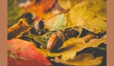 Oaks: Keystone Species Series