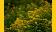 Goldenrod: Keystone Species Series