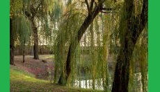 Willows: Keystone Species Series
