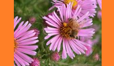 Who’s In Your Pollinator Garden: Notes from a Garden Journal