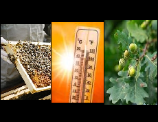 Hot Topics 2025: Honey Bee Health; Heat Stress; Keystone Species - Oaks