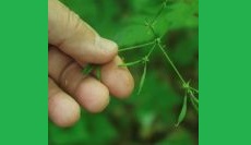Weeds with Benefits: Reframing the Unwanted