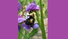 Our Important Pollinators