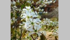 Time-Saving, Mighty-Mite Shrubs that Outshine Perennials