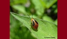 Good Bug Bad Bug: Keep Friends Close & Enemies Closer