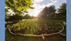 Gardening in a Time of Climate Change, including the Miyawaki Method of Micro Forestry