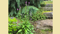 Garden Design - Elements for Success