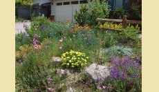 Building Ecological Climate Resilience Through Native Plant Landscaping