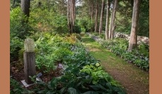 Guided Walking Tour of the Alice Smith Fern Allee at the Bartlett Arboretum