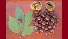 Restoration of the American Chestnut