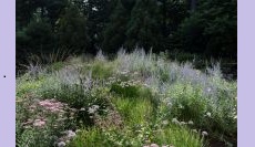 Matrix Planting for Home Gardeners