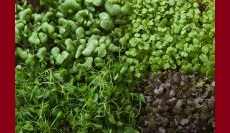 Microgreens Workshop