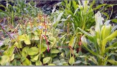 Agroforestry: Permaculture and Trees