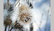 Let's Botanize: Winter Plant Identification