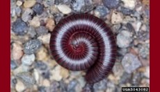 Subterranean Society AKA The Soil Food Web