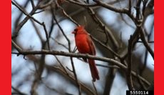 The State of CT's Bird Population and How Gardeners Can Help