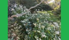 Introduction to Ecoregion 59 Coastal Lowland Plants