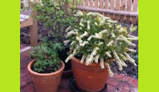 Native Container Gardening for Pollinators