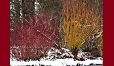 Native Plants for Fall & Winter Interest & Ecology