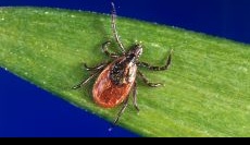 Integrated Tick Management in Residential Connecticut