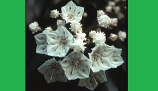 Growing Mountain Laurels in Connecticut