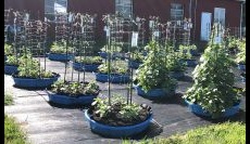 Small Plastic Pool Container Production of Cucumbers