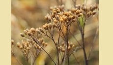 Propagating Pollinator Plants from Seed