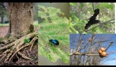 Recognizing Insect, Disease, and Other Plant Problems in the Landscape