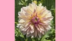 The Dahlia Life Cycle