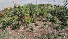 Rain Gardens: Ecological Benefits & Design Practices