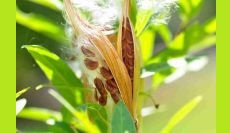 Discover the Art and Science of Collecting Native Seeds