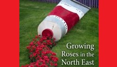 Growing Roses in Connecticut and the Northeast