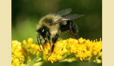 Bumbles and Beyond: Identifying Our Native Bee Species