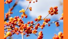 Controlling Invasives Without Herbicides